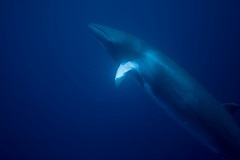 MinkieWhale