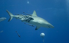 Shark1