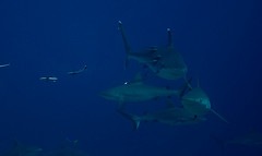 Shark2