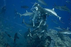 Shark3