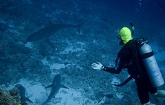 Shark4