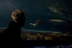 Sydney Aquarium